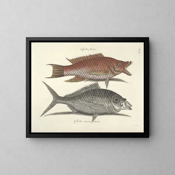 imágenes de peces, serpientes, insectos y otros animales así como de algunas plantas - Mark Catesby — cuadro enmarcado en la pared