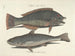imágenes de peces, serpientes, insectos y otros animales así como de algunas plantas - Mark Catesby — vista de la obra