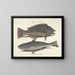 imágenes de peces, serpientes, insectos y otros animales así como de algunas plantas - Mark Catesby — cuadro enmarcado en la pared