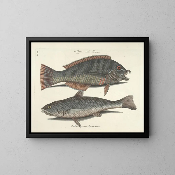 imágenes de peces, serpientes, insectos y otros animales así como de algunas plantas - Mark Catesby — cuadro enmarcado en la pared
