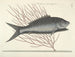 imágenes de peces, serpientes, insectos y otros animales así como de algunas plantas - Mark Catesby — vista de la obra