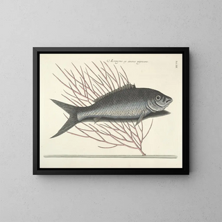 Mark Catesby - Piscium serpentum insectorum aliorumque nonnullorum animalum nec non plantarum quarundam imagines Pl013.webp