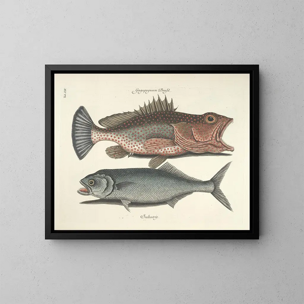imágenes de peces, serpientes, insectos y otros animales así como de algunas plantas Pl014 - Mark Catesby — cuadro enmarcado en la pared