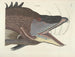 imágenes de peces, serpientes, insectos y otros animales así como de algunas plantas - Mark Catesby — vista de la obra