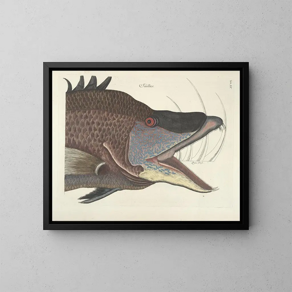 imágenes de peces, serpientes, insectos y otros animales así como de algunas plantas - Mark Catesby — cuadro enmarcado en la pared