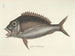 imágenes de peces, serpientes, insectos y otros animales así como de algunas plantas - Mark Catesby — vista de la obra