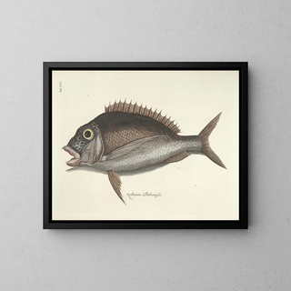 Mark Catesby - Piscium serpentum insectorum aliorumque nonnullorum animalum nec non plantarum quarundam imagines Pl016.webp