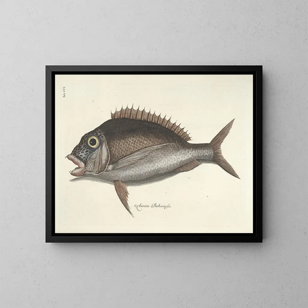 imágenes de peces, serpientes, insectos y otros animales así como de algunas plantas - Mark Catesby — cuadro enmarcado en la pared