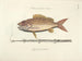 imágenes de peces, serpientes, insectos y otros animales así como de algunas plantas - Mark Catesby — vista de la obra