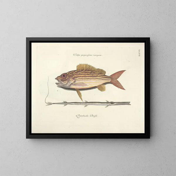 imágenes de peces, serpientes, insectos y otros animales así como de algunas plantas - Mark Catesby — cuadro enmarcado en la pared