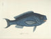 imágenes de peces, serpientes, insectos y otros animales así como de algunas plantas - Mark Catesby — vista de la obra
