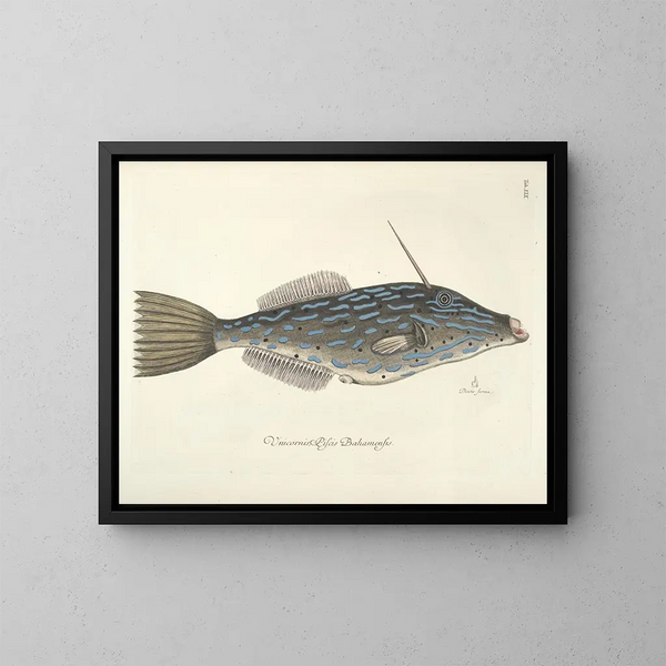 Imágenes de peces, serpientes, insectos y otros animales así como de algunas plantas Pl019 - Mark Catesby — cuadro enmarcado en la pared