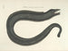 imágenes de peces, serpientes, insectos y otros animales así como de algunas plantas - Mark Catesby — vista de la obra