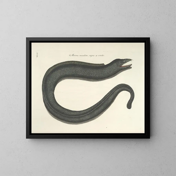 imágenes de peces, serpientes, insectos y otros animales así como de algunas plantas - Mark Catesby — cuadro enmarcado en la pared