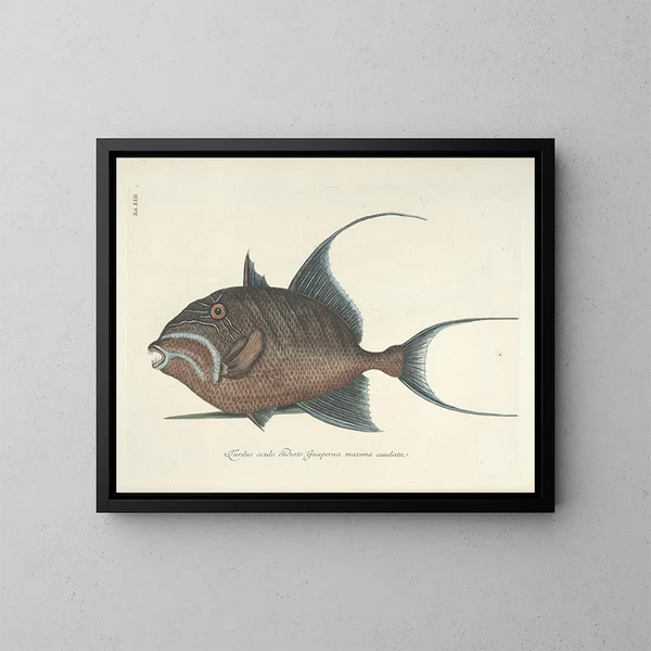 imágenes de peces, serpientes, insectos y otros animales así como de algunas plantas Pl022 - Mark Catesby — cuadro enmarcado en la pared