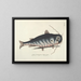 imágenes de peces, serpientes, insectos y otros animales así como de algunas plantas - Mark Catesby — cuadro enmarcado en la pared
