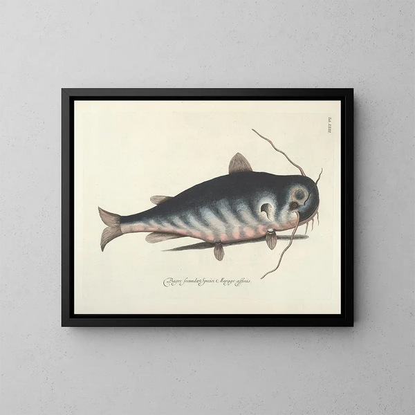 imágenes de peces, serpientes, insectos y otros animales así como de algunas plantas - Mark Catesby — cuadro enmarcado en la pared