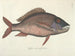 imágenes de peces, serpientes, insectos y otros animales así como de algunas plantas Pl025 - Mark Catesby — vista de la obra