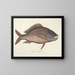 imágenes de peces, serpientes, insectos y otros animales así como de algunas plantas Pl025 - Mark Catesby — cuadro enmarcado en la pared