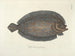 imágenes de peces, serpientes, insectos y otros animales así como de algunas plantas - Mark Catesby — vista de la obra