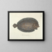 imágenes de peces, serpientes, insectos y otros animales así como de algunas plantas - Mark Catesby — cuadro enmarcado en la pared