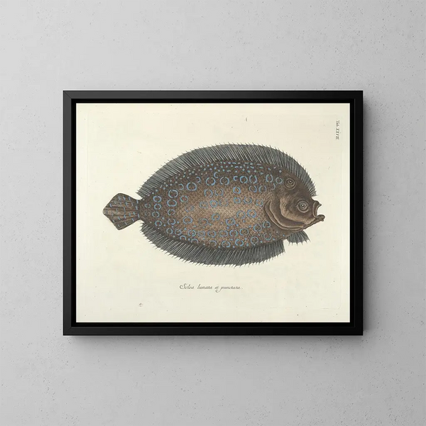 imágenes de peces, serpientes, insectos y otros animales así como de algunas plantas - Mark Catesby — cuadro enmarcado en la pared
