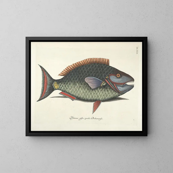 imágenes de peces, serpientes, insectos y otros animales así como de algunas plantas - Mark Catesby — cuadro enmarcado en la pared