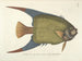 imágenes de peces, serpientes, insectos y otros animales así como de algunas plantas Pl031 - Mark Catesby — vista de la obra