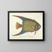 imágenes de peces, serpientes, insectos y otros animales así como de algunas plantas Pl031 - Mark Catesby — cuadro enmarcado en la pared