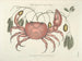 imágenes de peces, serpientes, insectos y otros animales así como de algunas plantas - Mark Catesby — vista de la obra