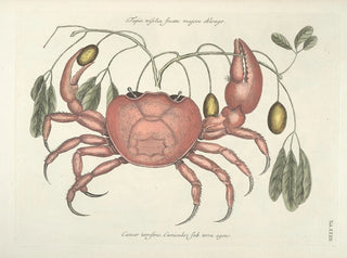Mark Catesby - Piscium serpentum insectorum aliorumque nonnullorum animalum nec non plantarum quarundam imagines Pl032.webp