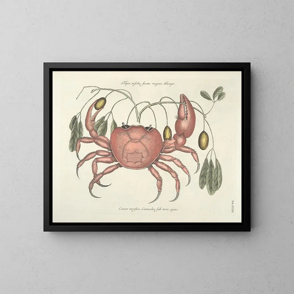 imágenes de peces, serpientes, insectos y otros animales así como de algunas plantas - Mark Catesby — cuadro enmarcado en la pared