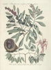 Piscium serpentum insectorum aliorumque nonnullorum animalum nec non plantarum quarundam imagines Pl033 - Mark Catesby — vista de la obra