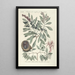 Piscium serpentum insectorum aliorumque nonnullorum animalum nec non plantarum quarundam imagines Pl033 - Mark Catesby — cuadro enmarcado en la pared
