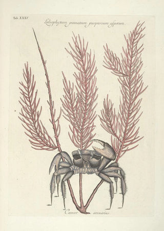 Mark Catesby - Piscium serpentum insectorum aliorumque nonnullorum animalum nec non plantarum quarundam imagines Pl035.webp