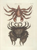 Peces, serpientes, insectos y algunos otros animales, así como algunas fotos de plantas Pl036 - Mark Catesby — vista de la obra