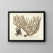 imágenes de peces, serpientes, insectos y otros animales así como de algunas plantas Pl037 - Mark Catesby — cuadro enmarcado en la pared