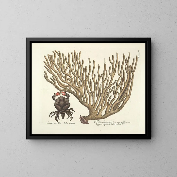 imágenes de peces, serpientes, insectos y otros animales así como de algunas plantas Pl037 - Mark Catesby — cuadro enmarcado en la pared