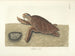 imágenes de peces, serpientes, insectos y otros animales así como de algunas plantas - Mark Catesby — vista de la obra