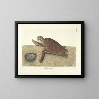 Mark Catesby - Piscium serpentum insectorum aliorumque nonnullorum animalum nec non plantarum quarundam imagines Pl039.webp