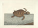 imágenes de peces, serpientes, insectos y otros animales así como de algunas plantas - Mark Catesby — vista de la obra