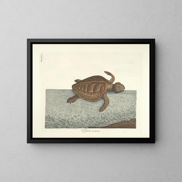 imágenes de peces, serpientes, insectos y otros animales así como de algunas plantas - Mark Catesby — cuadro enmarcado en la pared