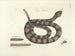 imágenes de peces, serpientes, insectos y otros animales así como de algunas plantas Pl041 - Mark Catesby — vista de la obra