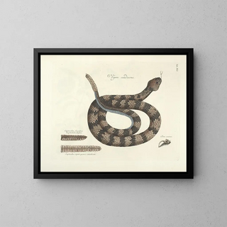 Mark Catesby - Piscium serpentum insectorum aliorumque nonnullorum animalum nec non plantarum quarundam imagines Pl041.webp