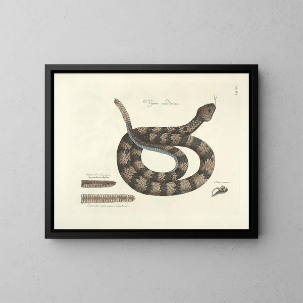 imágenes de peces, serpientes, insectos y otros animales así como de algunas plantas Pl041 - Mark Catesby — cuadro enmarcado en la pared