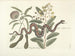 imágenes de peces, serpientes, insectos y otros animales así como de algunas plantas Pl042 - Mark Catesby — vista de la obra