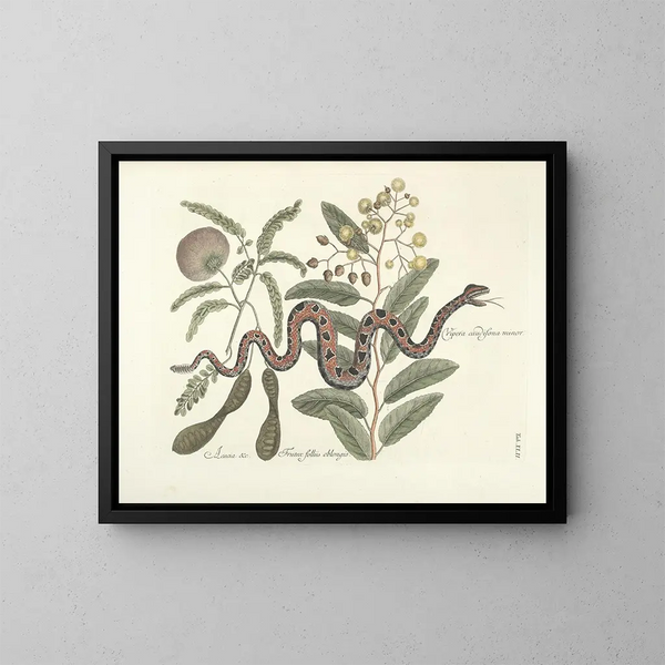 imágenes de peces, serpientes, insectos y otros animales así como de algunas plantas Pl042 - Mark Catesby — cuadro enmarcado en la pared