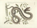 imágenes de peces, serpientes, insectos y otros animales así como de algunas plantas Pl043 - Mark Catesby — vista de la obra