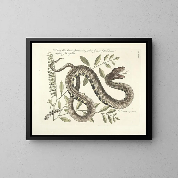 imágenes de peces, serpientes, insectos y otros animales así como de algunas plantas Pl043 - Mark Catesby — cuadro enmarcado en la pared