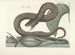 imágenes de peces, serpientes, insectos y otros animales así como de algunas plantas Pl045 - Mark Catesby — vista de la obra